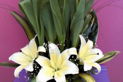 Bellas convinaciones