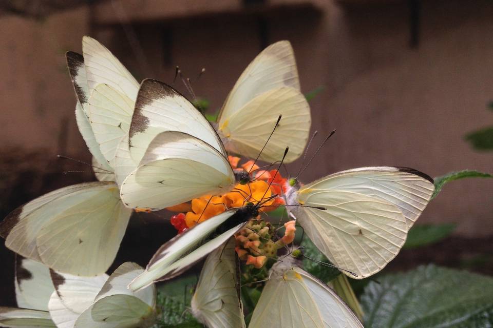 Liberación de mariposas Aripoza
