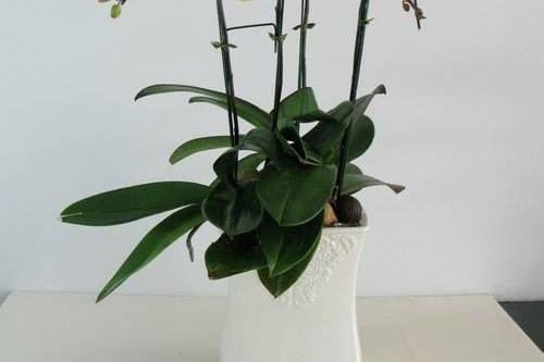 Maceta de Phalaenopsis verdes