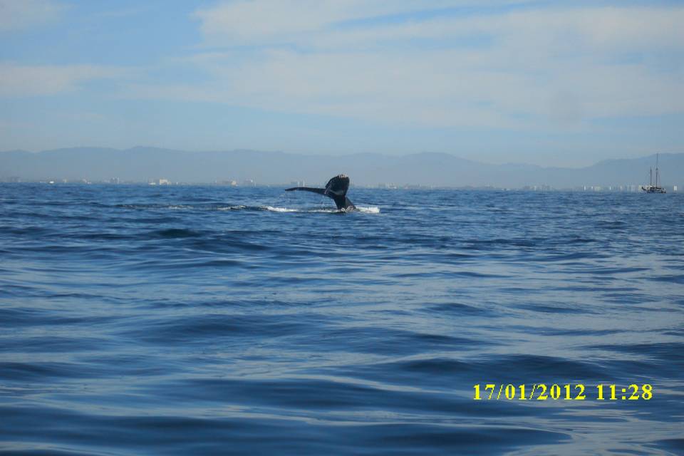 Avistamiento de ballenas Bahía de Banderas