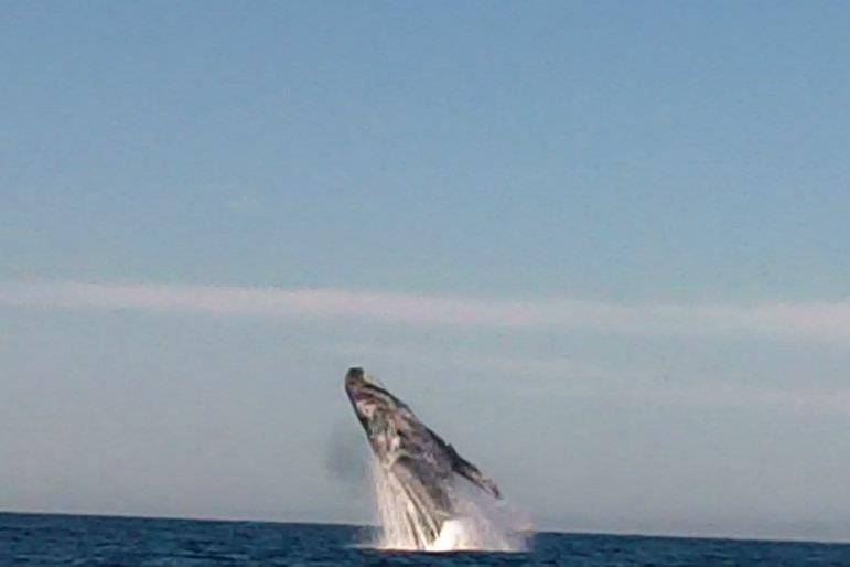 Avistamiento de ballenas Bahía de Banderas