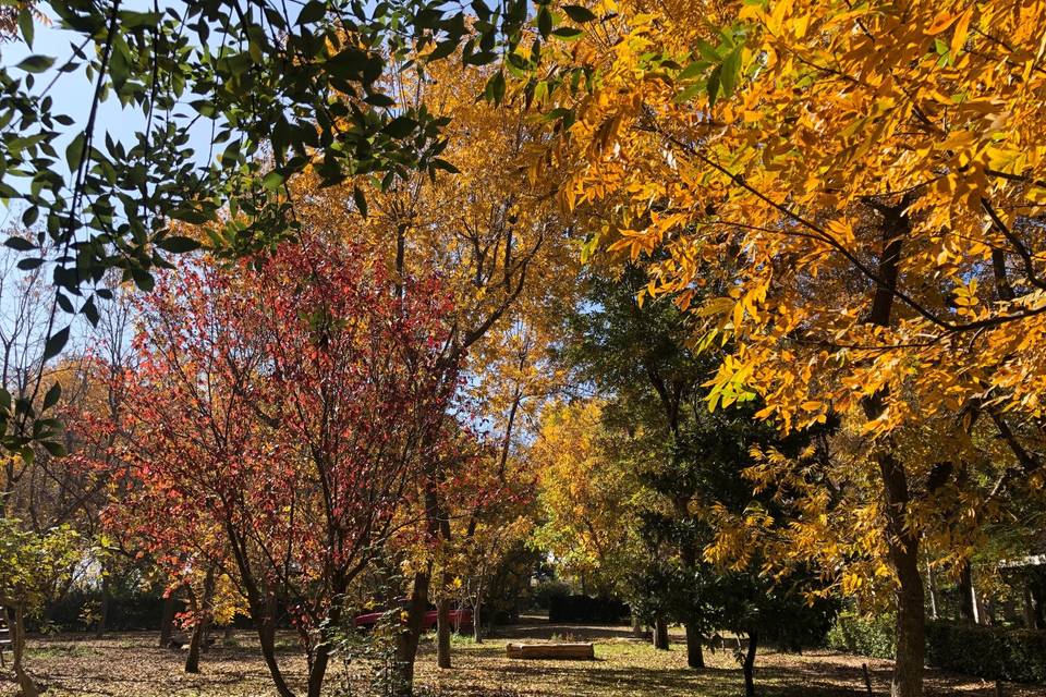 Otoño en Fontana