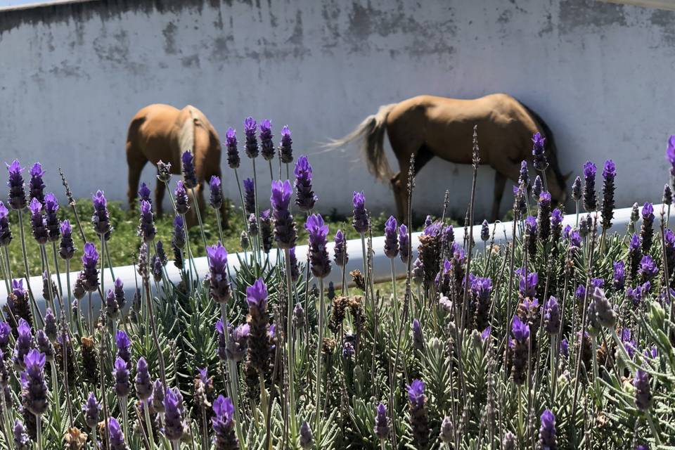 Caballos y lavandas
