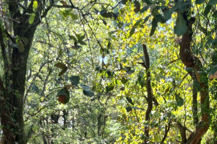 Bosque