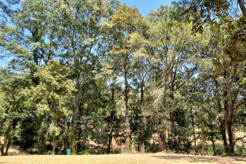 Bosque