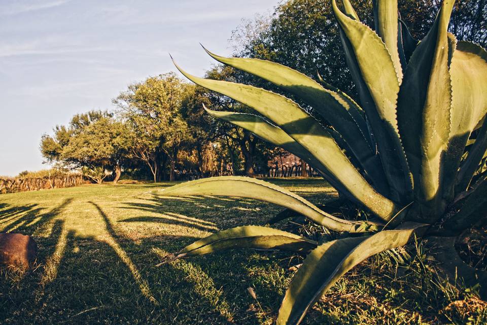 Jardín en viñedos