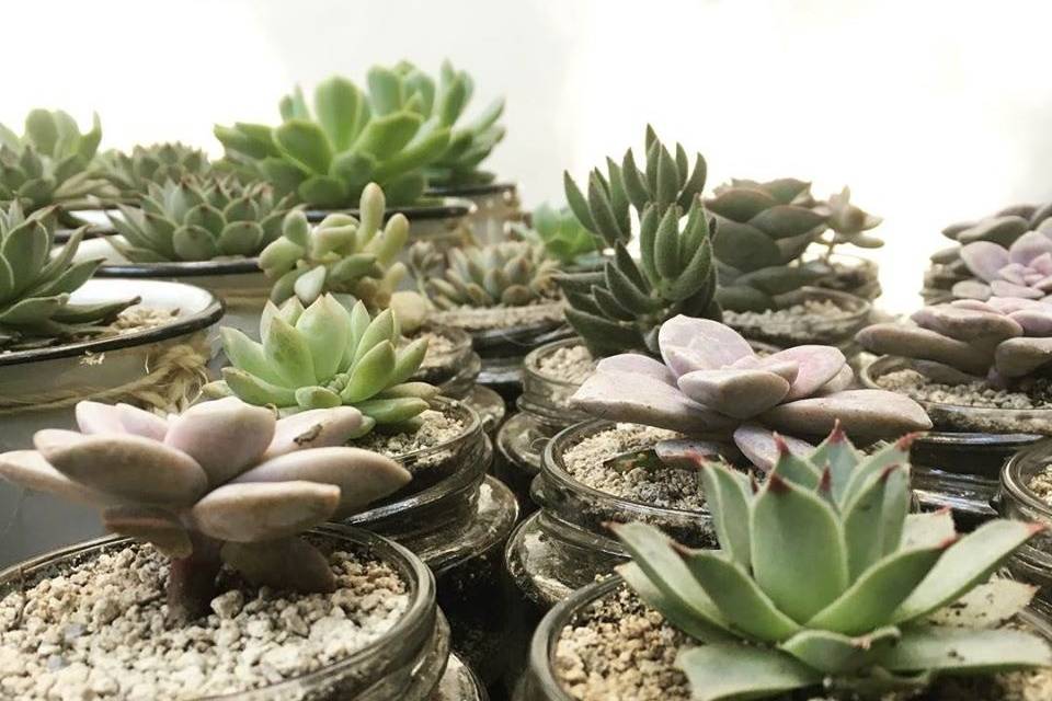 Mini terrarium variedad