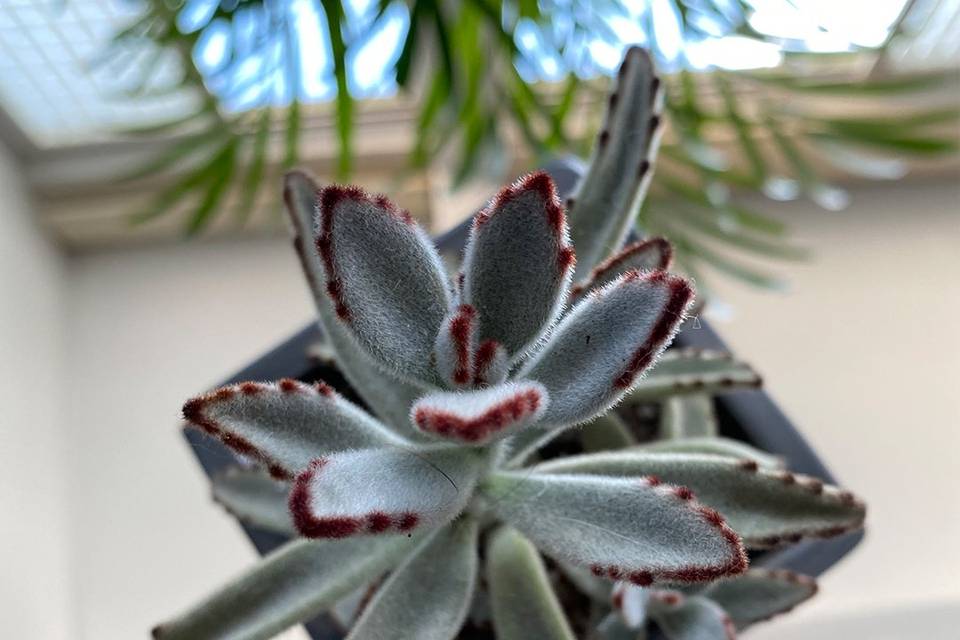 Oreja de conejo