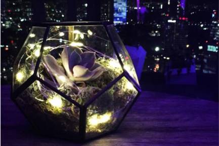 Terrarium luz cálida noche