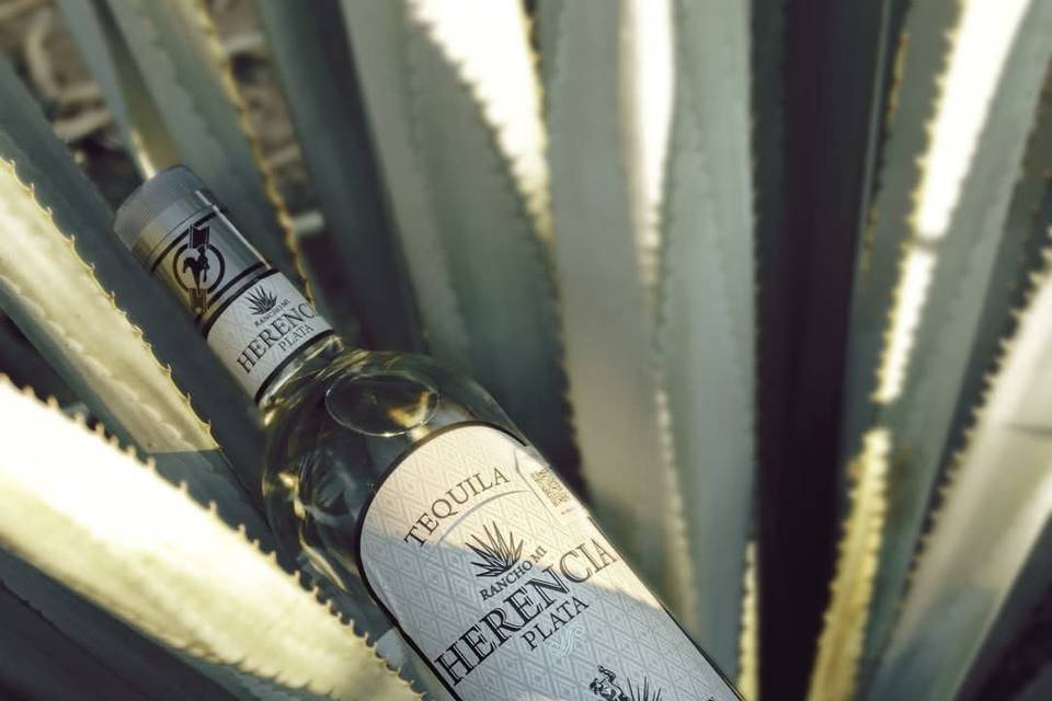 Buenos Tragos