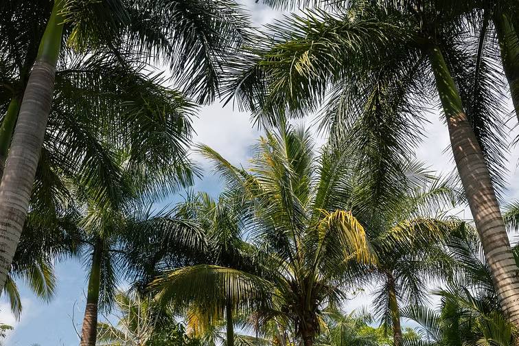 Jardines