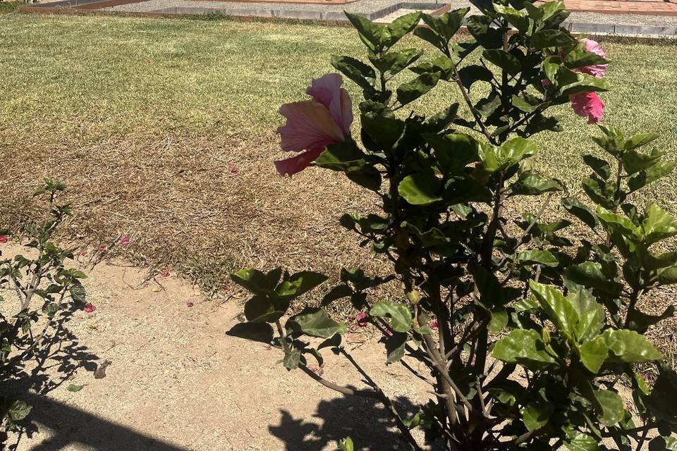 Jardines