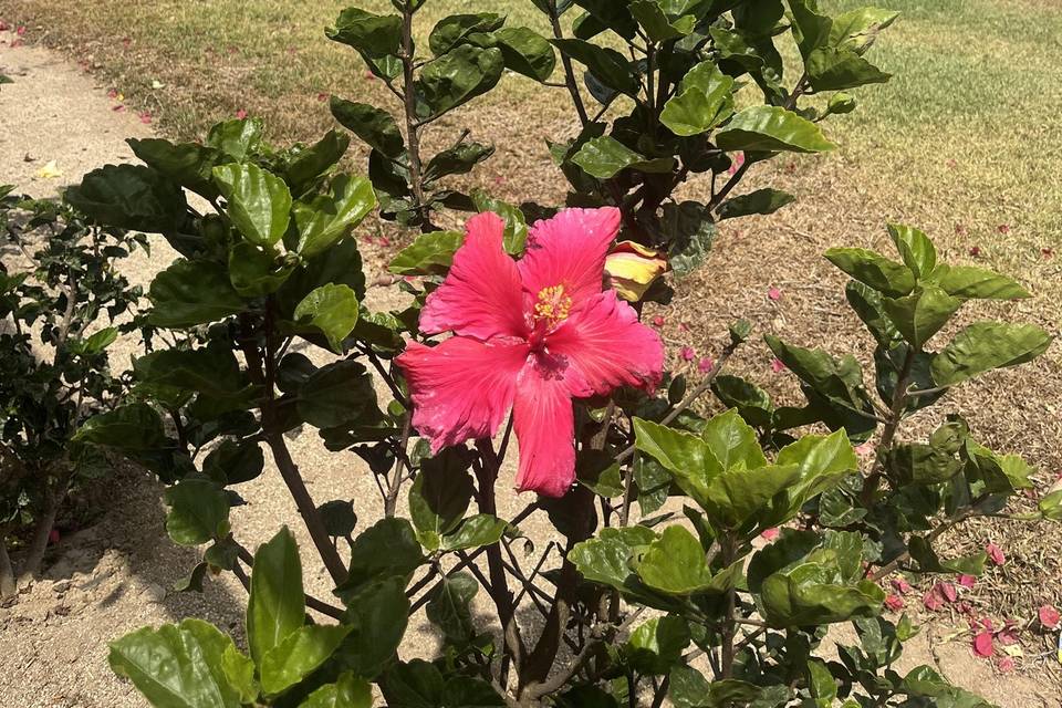 Jardines