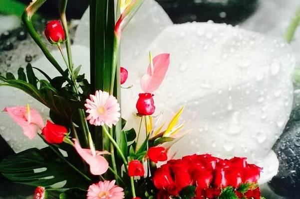 Color para su evento