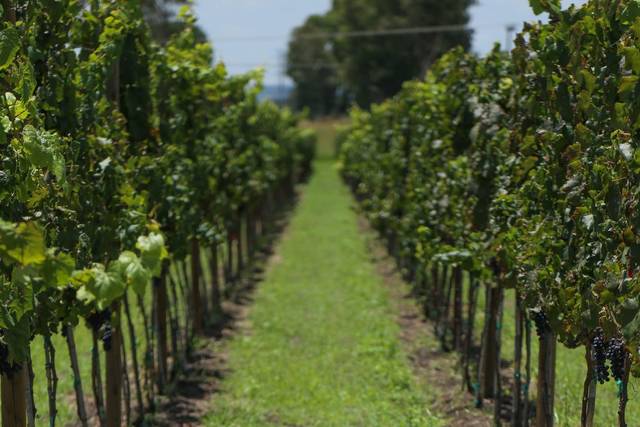 Camino entre los viñedos