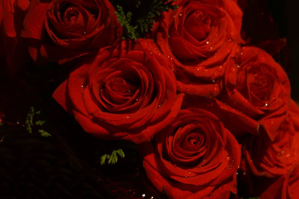 Rosas rojas