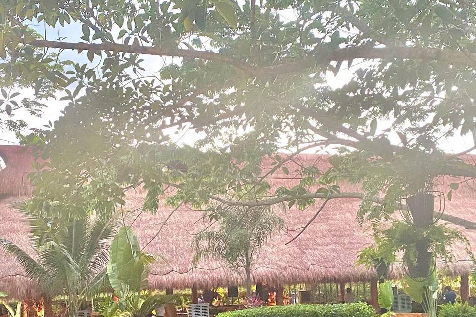 Palapa lluvia de oro