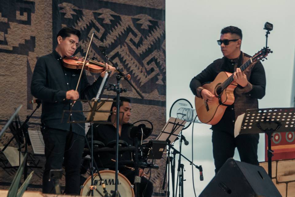 Violin