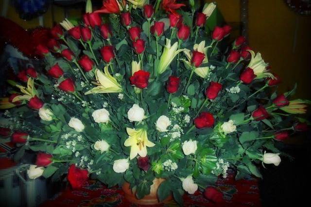 Rosas de todos los tipos