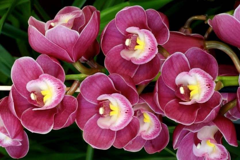 Flores y Orquídeas Distribuidora