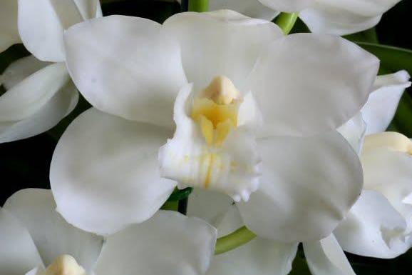 Flores y Orquídeas Distribuidora