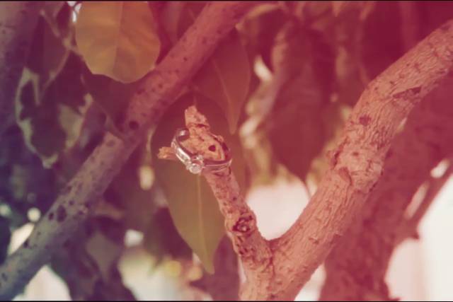 Snapshot boda
