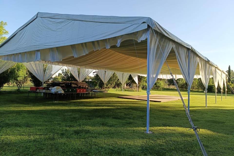 Carpa elegante