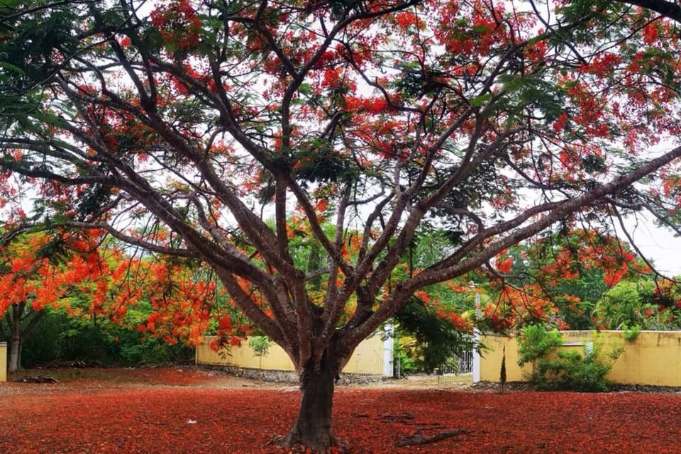 Eventos en jardín