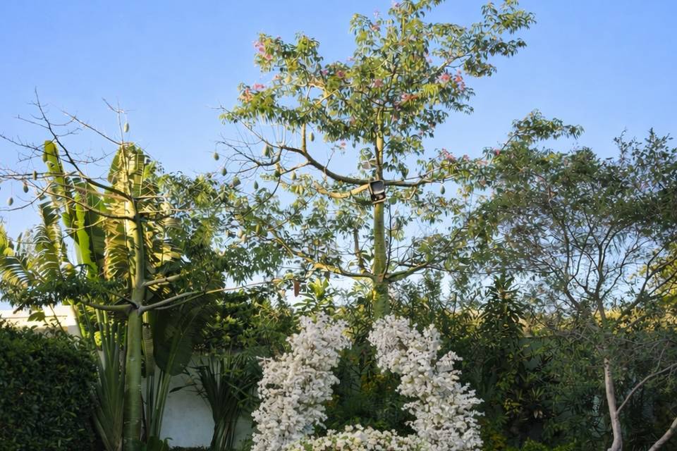 Ceremonias