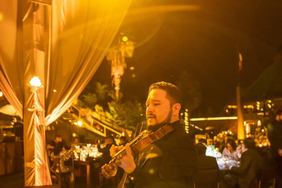 Violinista