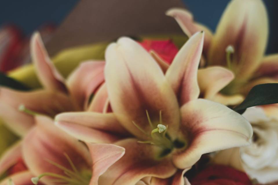 Hermosos anillos de boda