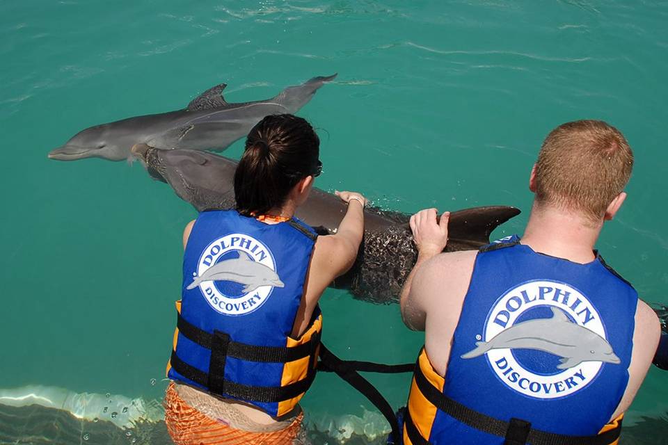 Dolphin Lovers Swim