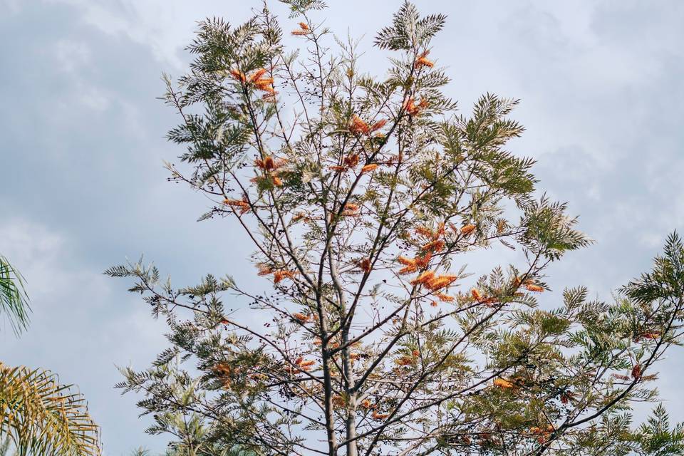 Jardín