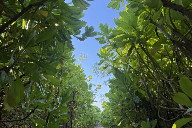 Vegetation
