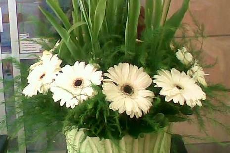 Tulipanes y gerberas