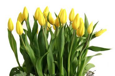 Con tulipanes amarillos