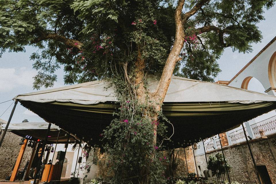 arbol