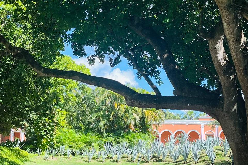 Hacienda Chichí Suárez