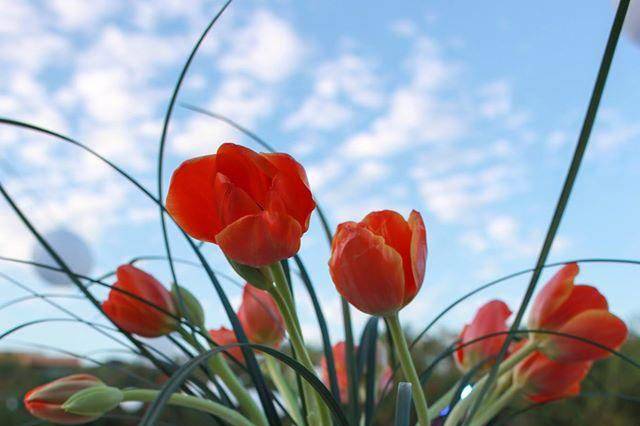 Ambientacion flor roja