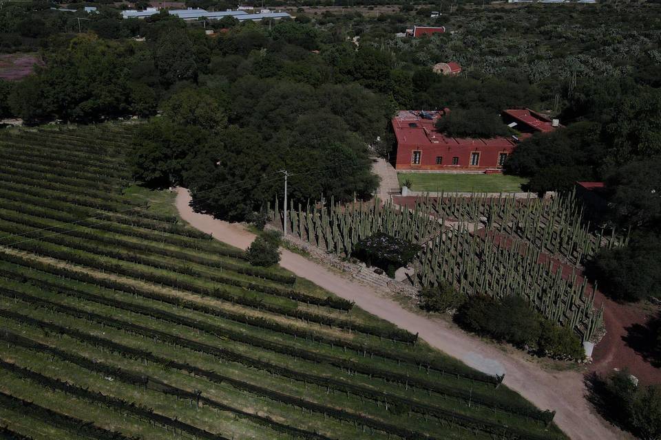 Viñedos Casa de Quino.