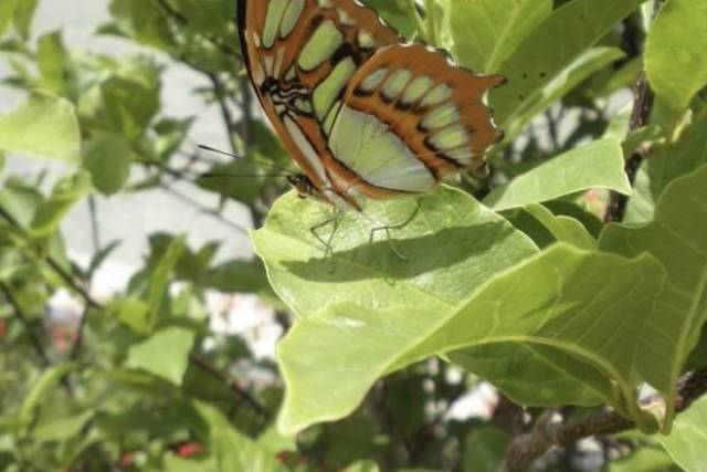 Liberación de mariposas