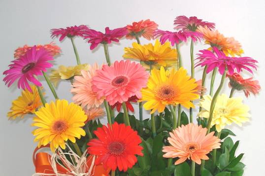 Gerberas de variados colores