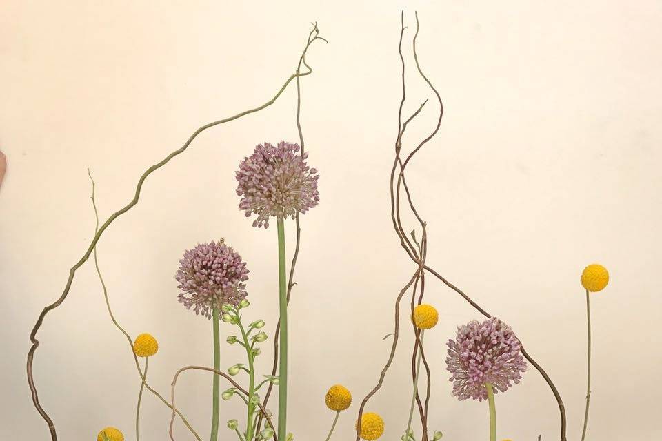Diseño Alliums