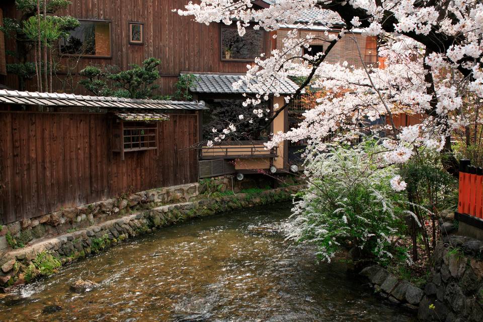 Cherry Blossom Gion