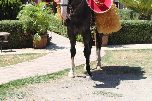 Cabalgata