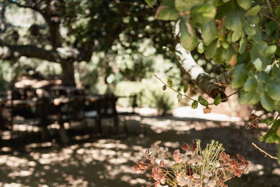 Primitivo Restaurante