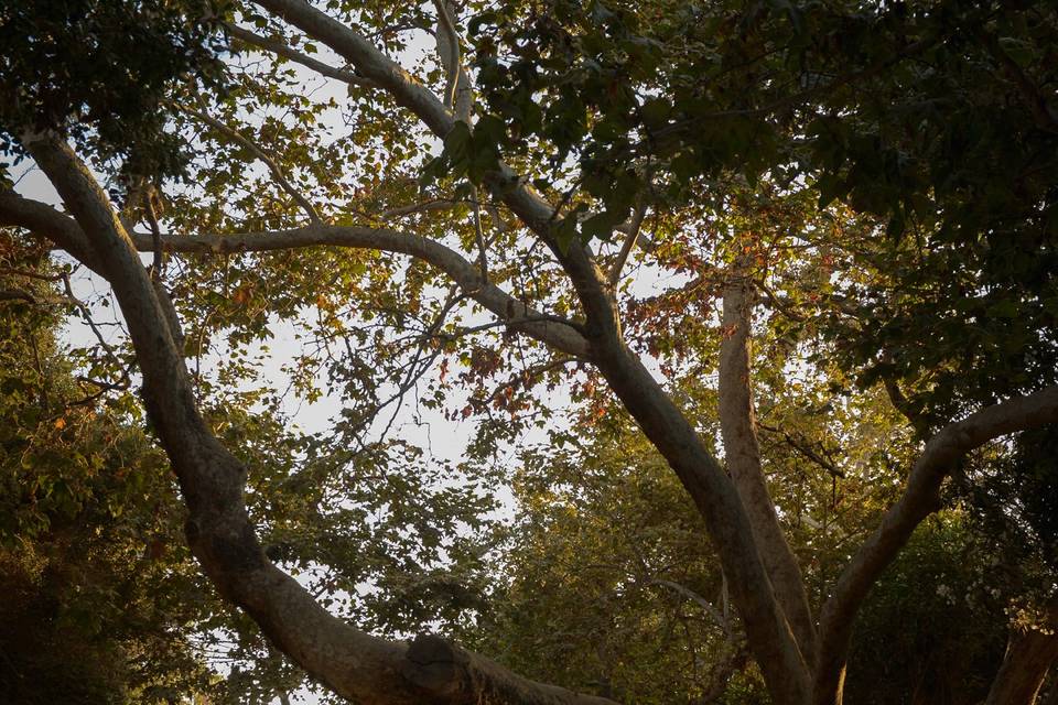 Novios en el bosque