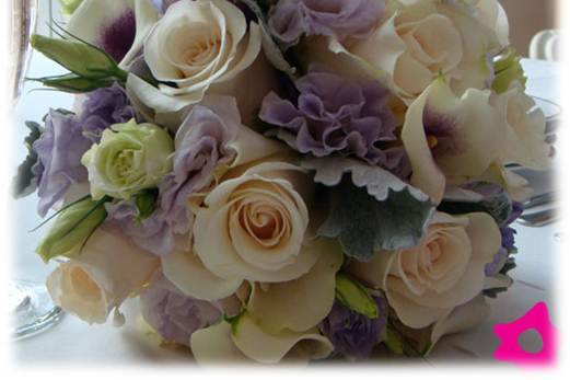 Proveedores Profesionales