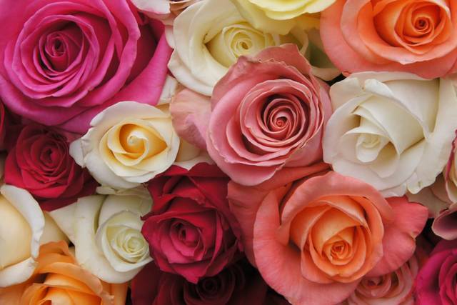 Pared de rosas