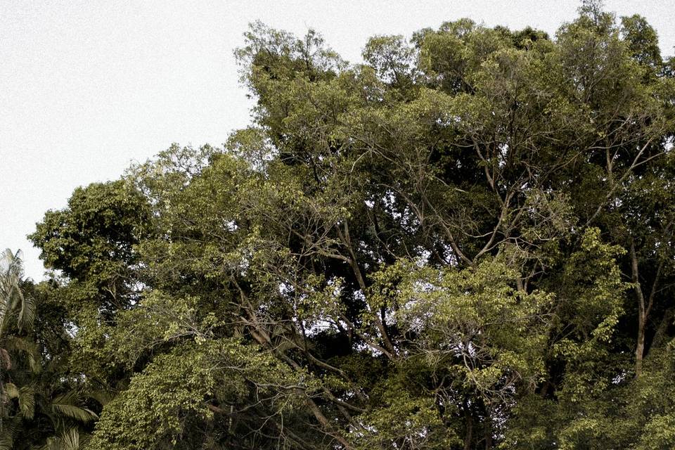 Foto novios en el parque